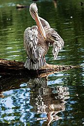 《战锤40K：战争黎明4》Steam页面上线 首批截图